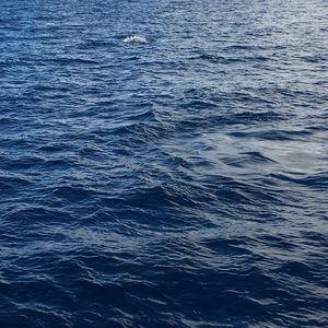 Meet your Posher, Laurie